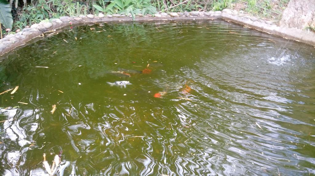 Recanto Dos Passaros - Sana Hotel Bagian luar foto